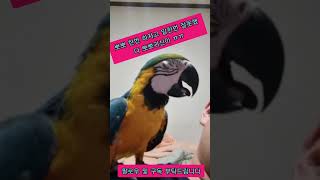 태양이한테 뽀뽀 하자고 했다!~ 뽀뽀귀신이 왔다가셨네요!^^ 청금강 앵무새 태양이 귀염둥이 개구쟁이 애교쟁이 태양이