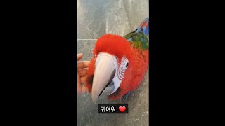 앵무새에 대해 알아보자 #1편 초대형 앵무새 홍금강 (…