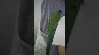 #앵무새 #한스마카우 @13세. 남자. 선풍기 제일 싫…