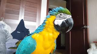 자고 있는데 침대와서 인사하는 앵무새