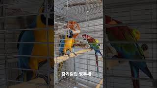 감기 걸렸어요 #parrot #birds #노래하는앵무새 #청금강앵무새 #앵무새 #조류독감