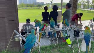 [루카의모험] 흥미 진지한 할리퀸 마카우 루카의 모험 첫비행은 과연??!