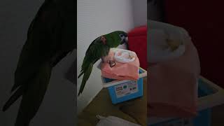 앵무새. 한스마카우. 이름: 루비. 2013년 출생. …