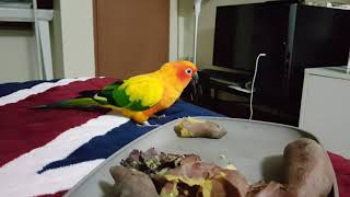 썬코뉴어 쿠쿠의 고구마 먹방