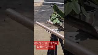 #앵무새 #한스마카우 #목욕 #샤워 #물놀이
