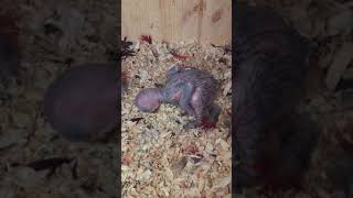 뉴기니아 와 마카우 뉴기니아 새끼 13일차 20190509 천둥 eclectus parrot baby 13days