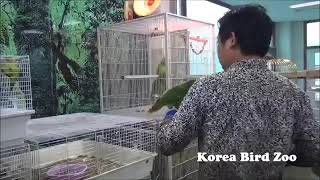 더블옐로헤디드 아마존 Double Yellow Head…