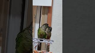 초롱♡연두 #왠일  ~~~ #반려조 #코뉴어 #birds