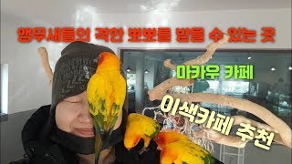 [양평군갈만한곳]이색카페추천 세상에이런일이 앵무새들이 …