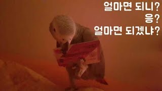 앵무새가 안자고 말썽부려요