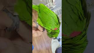 한스마카우.앵무새.뽀미.2025.2.19