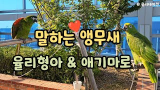 낄끼빠빠가 힘든 애기 마로 #말하는앵무새 #한스마카우 …