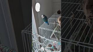아침인사중이라 바쁜 꼬돌이 #parrot #모란앵무 #…
