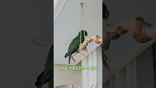 아기 뉴기니아 크롱이 잠자기 전 루틴  #뉴기니아 #p…