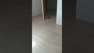 한스마카우 코코