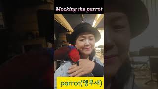 #Mocking the parrot#앵무새#길들이기#리…