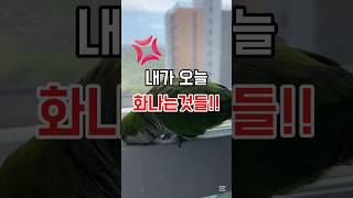 진짜화나!!#잉꼬#별이#사랑앵무#그린퀘이커#잉꼬별#앵무…
