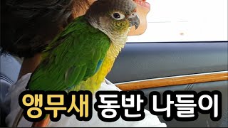 앵무새 | 코뉴어 | 애조 | 산책 | 말하는