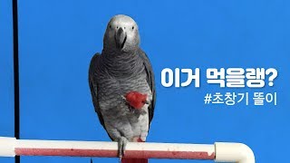 [연구대상 앵무새 똘이] 회색앵무 똘이입니다