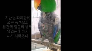 self injury Eclectus parrot th…