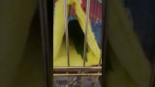 한스마카우 앵무새 사랑이