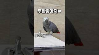 강아지같은 앵무새  회색앵무 잠바