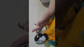 손 잡고 안놔주는 앵무새 #animal #청금강 #루카 #macaw