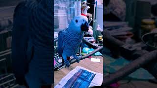 우리 집 새 식구 회색 앵무