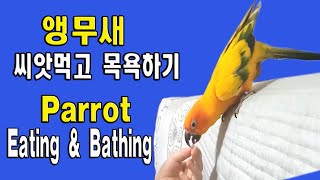 애완동물 앵무새 씨앗먹고 목욕 My Pet Parrot eating & bathing