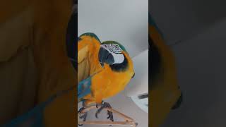 신나보이는 루카 #macaw #청금강 #청금강앵무새