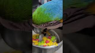 청금강앵무새 펠렛 먹방 #shorts