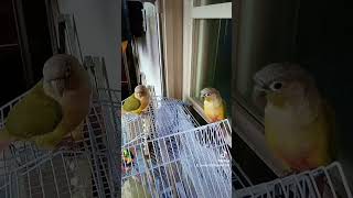 코뉴어 커플 모란 커플 아가들 귀여워