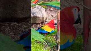 Scarlet Macaw caught walking o…