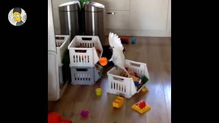 ☆ 인형 같은 외모에 장난끼 넘치는 앵무새 영상 모음 …