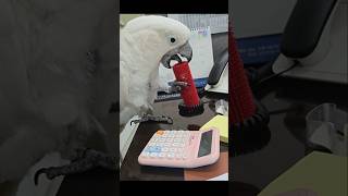 앵무새랑출근하면? #birds #parrot