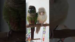 (코뉴어 호두,자두) 아유 이뿨♡