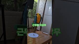 낮잠에 빠진 앵무새  망고#청금강#누가데려가도 모를듯 ㅎ#영종도.족장빌리지 미니캠핑장.