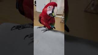 맛있는 샤인머스켓 포도먹기 김홍시#앵무새#홍금강#마카우#macaw