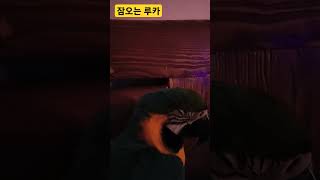 잠오는 루카 #앵무새 #parrot #청금강 #청금강앵무새 #macaw #animal #동물 #마카우