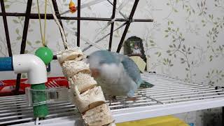 앵무새 블루 퀘이커 도리의 &quot;도리예뻐&quot…