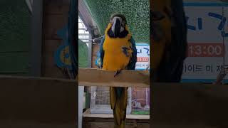 버드앤피쉬 말하는 청금강 앵무