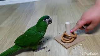 앵무새  한스마카우♡