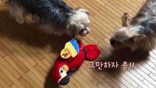 요크셔강아지)고막주의★앵무새인형을 처음 본 강아지 Dog Reaction to New Parrot Toy
