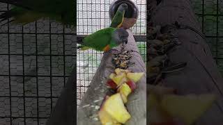 세네갈과 아마존C