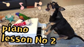 ❤️AUS puppy Piano lesson No 2 parrot too, 강아지 앵무새 피아노 배우기 2탄