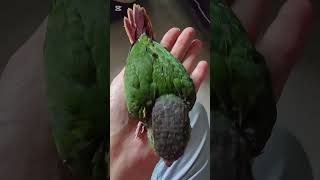 코뉴어 앵무새 별이 42일째~꼬리깃이 제법 자랐어요~#앵무새 #코뉴어