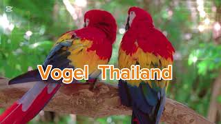 Thailand Macaw bird in beautifül Relaxination chiangmai Thailand HD stock video music  f