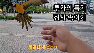 집사 속이기가 특기인 청금강앵무새 루카