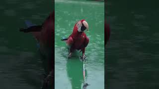 비오는날 금당이의 하루