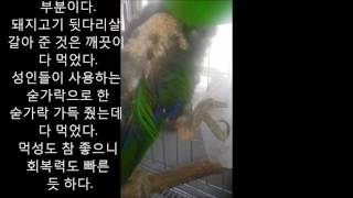 self injury Eclectus parrot th…